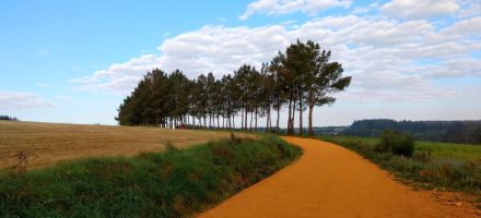 Wanderweg, Bäume und Himmel auf dem Jakobsweg