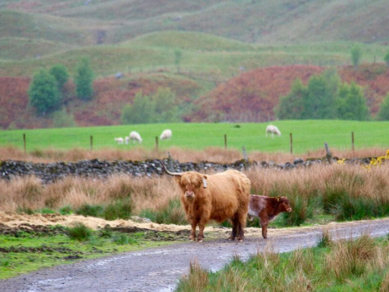 Highland Kühe