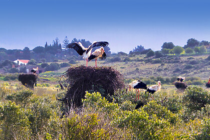 Küstenpfade der Algarve