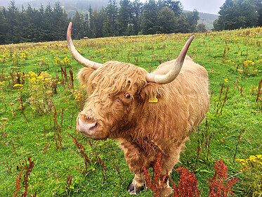 Speyside Way (Der Whisky-Trail)
