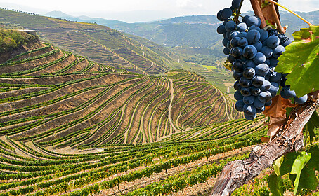 Porto & das Douro-Tal (Ausgewählte Wanderwege)