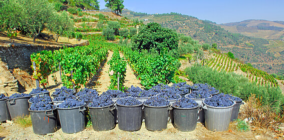 Porto & das Douro-Tal (Ausgewählte Wanderwege)