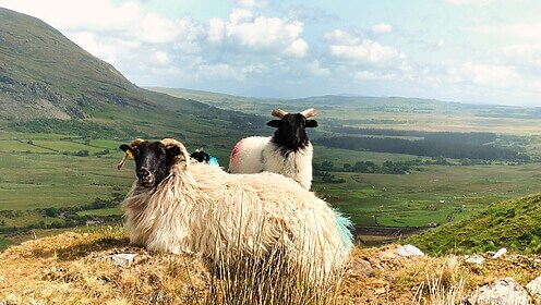 Connemara & der Westen Irlands
