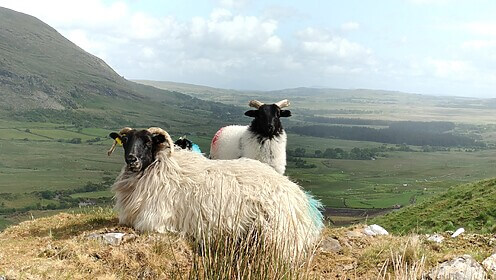 Connemara & der Westen Irlands