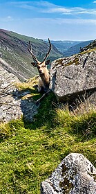 Wicklow Way & Glendalough-Wanderwege