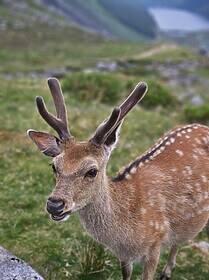 Wicklow Way & Glendalough-Wanderwege