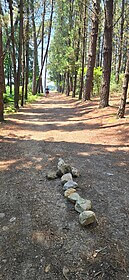 Camino Frances
