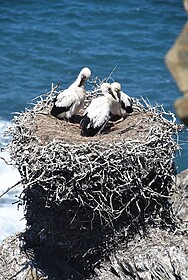 Rota Vicentina (Fischerpfad)