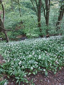 Hadrian’s Wall Path (Ost nach West)