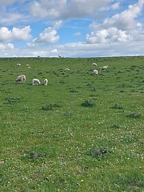 Hadrian’s Wall Path (Ost nach West)